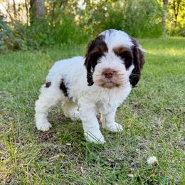 Tank - Brown white and tan male Cockapoo puppy in Beresford, South Dakota from DAKOTA DOOD RANCH