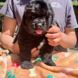 Newfoundland Puppies from Black Lions Newfoundlands