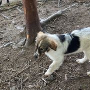 Boy 5 - Tri-color Karakachan puppy in Bakersville, North Carolina from Roan View Farm
