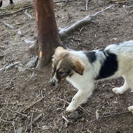 Boy 5 - Tri-color Karakachan puppy in Bakersville, North Carolina from Roan View Farm
