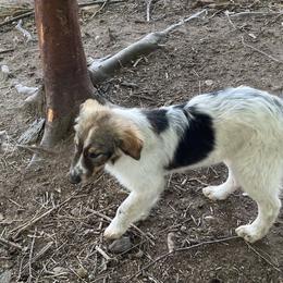 Boy 5 - Tri-color Karakachan puppy in Bakersville, North Carolina from Roan View Farm