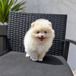 Armani - Cream male Pomeranian puppy in California from Petite Poms Of CA