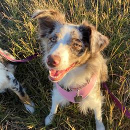 Aeris - Australian Shepherd