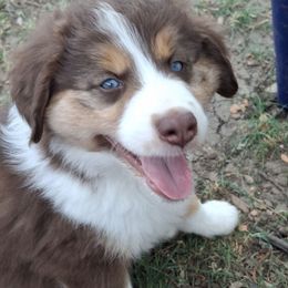 Willow - Red tri female Miniature Australian Shepherd puppy in Copperas Cove, Texas from Aussies Acre