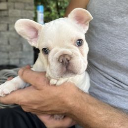 French Bulldog Puppies from The French Bulldog Company LLC