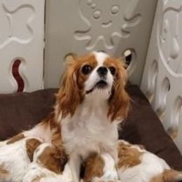 Sophie - Cavalier King Charles Spaniel