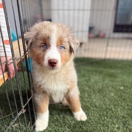 Red Merle - Red merle male Australian Shepherd puppy in Wittmann, Arizona from Wranglin Farms