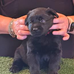 Boy 3 - Black male Labrador Retriever puppy in Whigham, Georgia from Diamond C Labradors