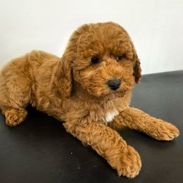 Orange collar male - Red  male Poodle puppy in Henefer, Utah from Mountain Valley Poodles
