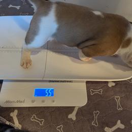Boy 3 - White and tan male American Bulldog puppy in La Porte, Indiana from Slayton's American Bulldogs