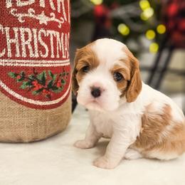 Finn - Blenheim male Cavalier King Charles Spaniel puppy in Highland, Utah from Furever Cavaliers