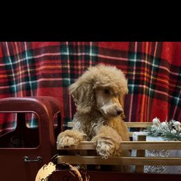 Americano - Apricot Poodle puppy in Buckhorn, Kentucky from Abner Farm’s Poodles