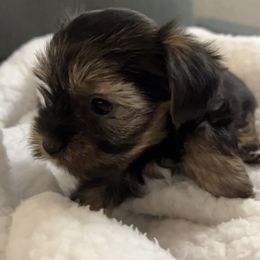Yorkshire Terrier Puppies from Damien's Yorkshire Terriers
