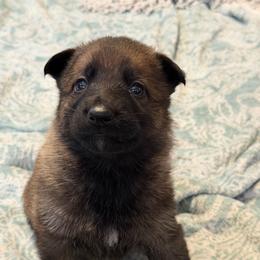 Brie - Sable female German Shepherd puppy in Ashland, Alabama from CzechDDR