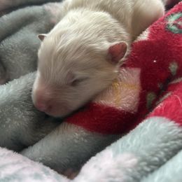 Brownie - White male Samoyed puppy in Atkinson, Nebraska from Sandhills Samoyeds