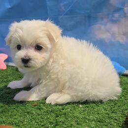 Lily - White and lemon female Maltese puppy in Aurora, Missouri from KnJ Precious Paws LLC