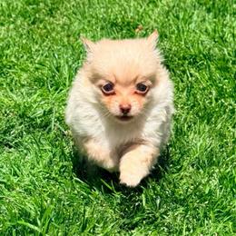 Cortland Pomchi (teacup) - Blue fawn male Chihuahua puppy in Seneca, Missouri from Stephanie’s Puppy Colony