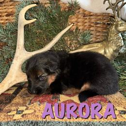 Aurora - Black and red female German Shepherd puppy in Graham, Washington from Wildeflecken Shepherds