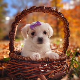 Companion Cross, Maltese, and Maltipoo Puppies from Seeking Shalom Acres Maltese, Maltipoos & Havamalts