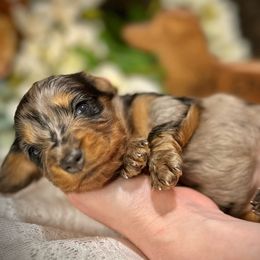 Girl 3 - Dapple Dachshund puppy in North Port, Florida from Jessica Louise Dachshunds