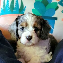 Cavapoo Puppies from Southwest Cavapoos
