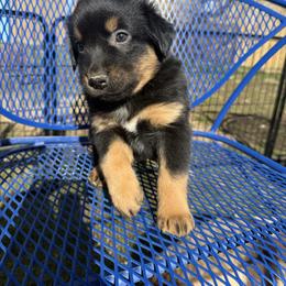 Basil - Black tri male Miniature Australian Shepherd puppy in Medical Lake, Washington from MAS Gone Rogue