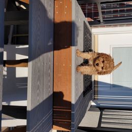 Cavapoo Puppies from Prince Pups