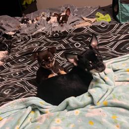 Adella - Chihuahua