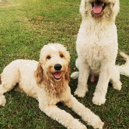 Goldendoodles and Poodles from Ben's Best Buddy Goldendoodles