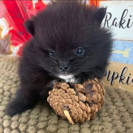 AKC Cole - Teddy bear - Black male Pomeranian puppy in Byron, Georgia from Tracys Pom Palace
