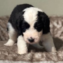 Pink girl - Black and white female Sheepadoodle puppy in Riverside, California from Downtown Doodles & Frenchies