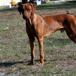 Kalid - Rhodesian Ridgeback
