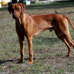 Kalid - Rhodesian Ridgeback