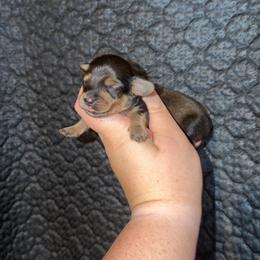 Tiny tot - Sable male Dachshund puppy in Liberty, Mississippi from Liberty Oaks Aussies and Dachshunds