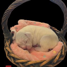 Girl 2 - female Boxer puppy in Leland, North Carolina from Ocean Breeze Boxers