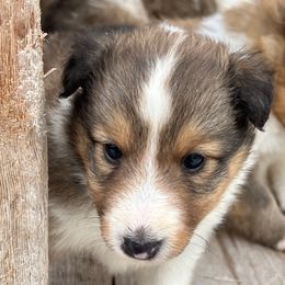 Rubble - Sable and white male Shetland Sheepdog puppy in Kerville, Texas from Cedar Hill Kennels