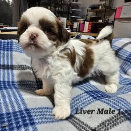 Liver and White Boy - Liver and white male Shih Tzu puppy in Tenino, Washington from Dolled Up Pup