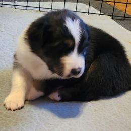 Faith - Black tri-color female Australian Shepherd puppy in Athens, Tennessee from Mimi's Aussie