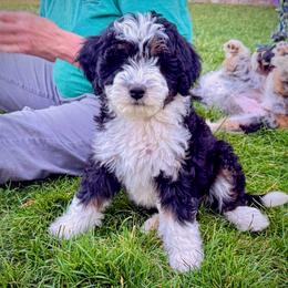 Shale - Black and white female Bernedoodle puppy in Roy, Utah from Doodles are Amazing