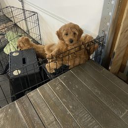 Aussiedoodle, Australian Shepherd, Bernedoodle, Cockapoo, and Poodle Puppies from Sis' Doodles & Poodles
