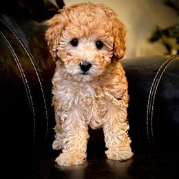 Treana - Apricot female Cavapoo puppy in North Branch, Minnesota from Rosie’s Pups MN