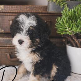 Bernedoodle Puppies from O’Hearon’s Amazing Puppies