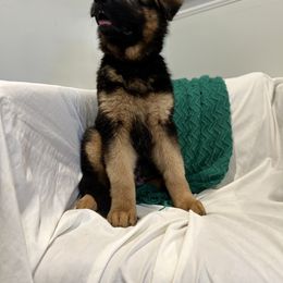 German Shepherd Puppies from Zwinger vom Schneider Wald