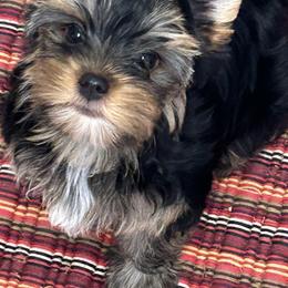 Yorkshire Terriers from Eastern Oregon Yorkshire Terriers