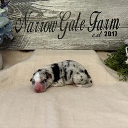 Girl 3 - White and blue merle female Border Collie puppy in Moody, Texas from Narrow Gate Farm