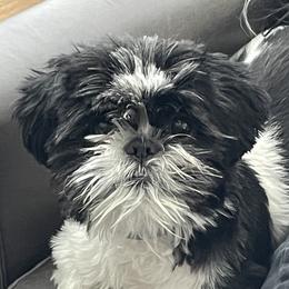 IsaBelle - Shih Tzu