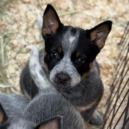 Ranger - Blue male Australian Cattle Dog puppy in Cottage Grove, Oregon from Heirloom Ranch