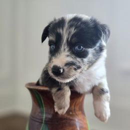 Betsy Ross - Blue merle female Australian Shepherd puppy in Wrightsville, Georgia from Wild Magnolia Farms Aussies