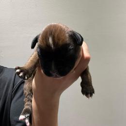 Female (green) - Fawn female Boxer puppy in Jamesville, New York from Reynolds Homestead Boxers