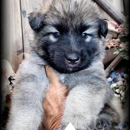 Orion - Sable male German Shepherd puppy in Sequim, Washington from German Shepherd Haus